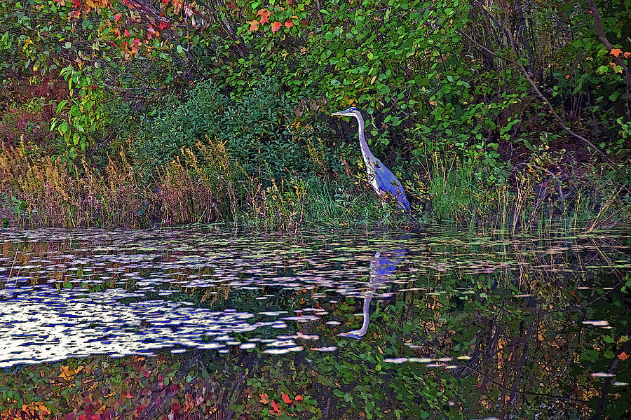 Great Blue Heron in Autumn Photograph by Wayne Marshall Chase