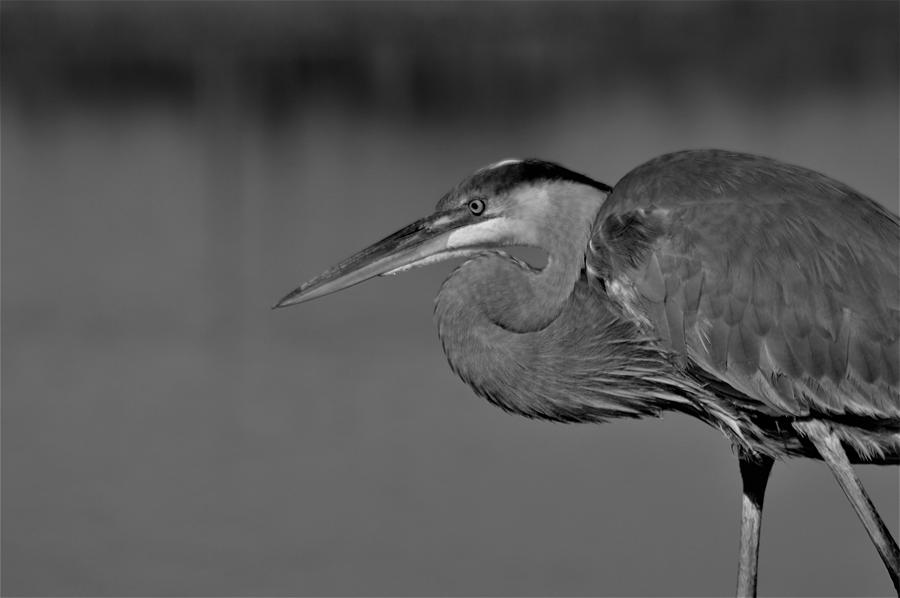 Great Blue Heron in Black and White  Photograph by Warren Thompson