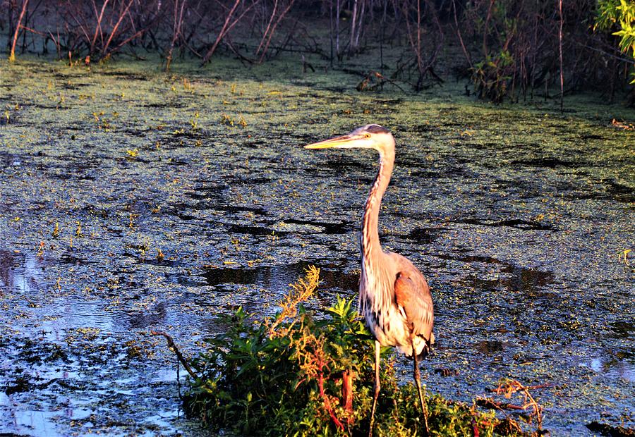Great Blue Heron in Early Light Photograph by Warren Thompson
