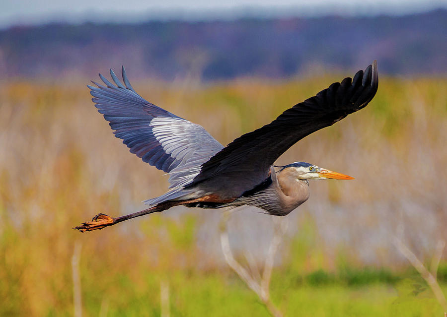 Great Blue Heron In flight by Kevin Banker Great Blue Heron In flight by Kevin Banker