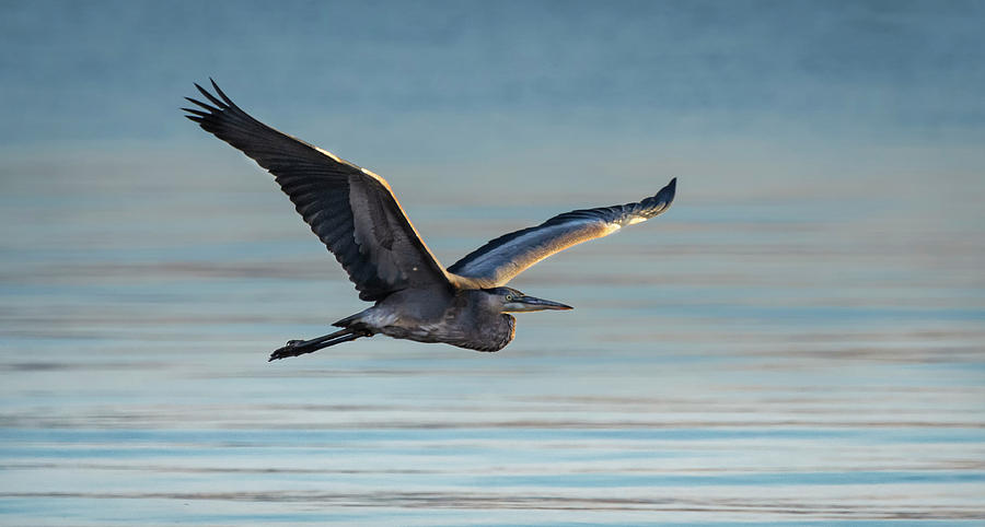 Great Blue Heron in Flight Photograph by Rick Mosher