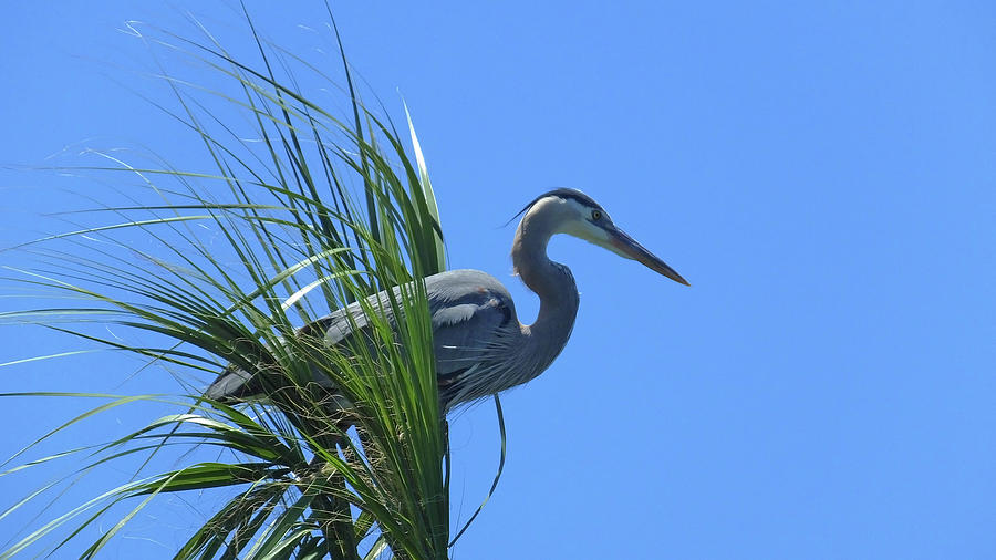 Great Blue Heron in Sabal Palm Photograph by Judy Wanamaker