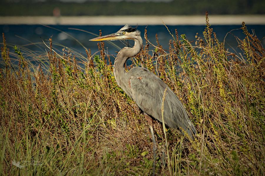 Great Blue Heron in the Brush Photograph by Denise Winship