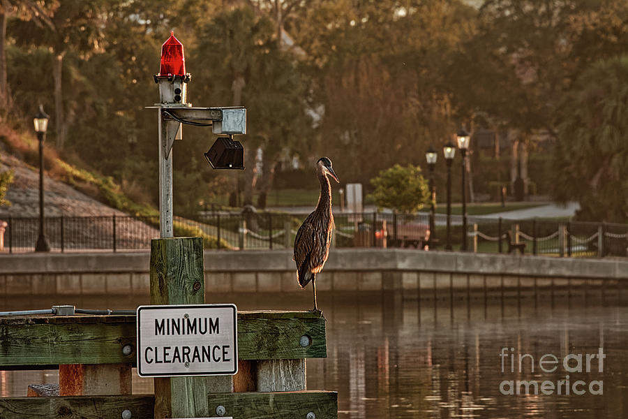 Great Blue Heron in the Early Morning -1542 by Marvin Reinhart Great Blue Heron in the Early Morning -1542 by Marvin Reinhart