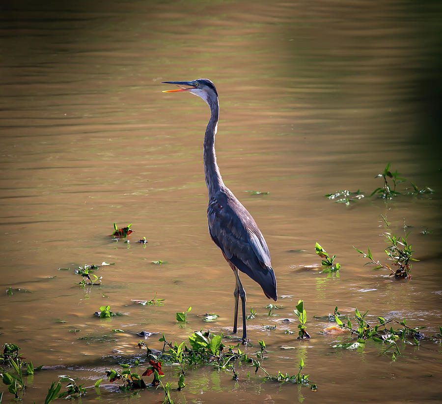 Great Blue Heron in the Heat Photograph by Lora J Wilson