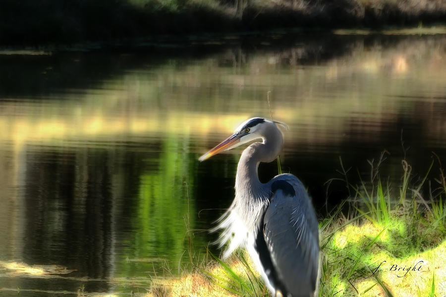 Great Blue Heron In The Morning Photograph by Frank Bright