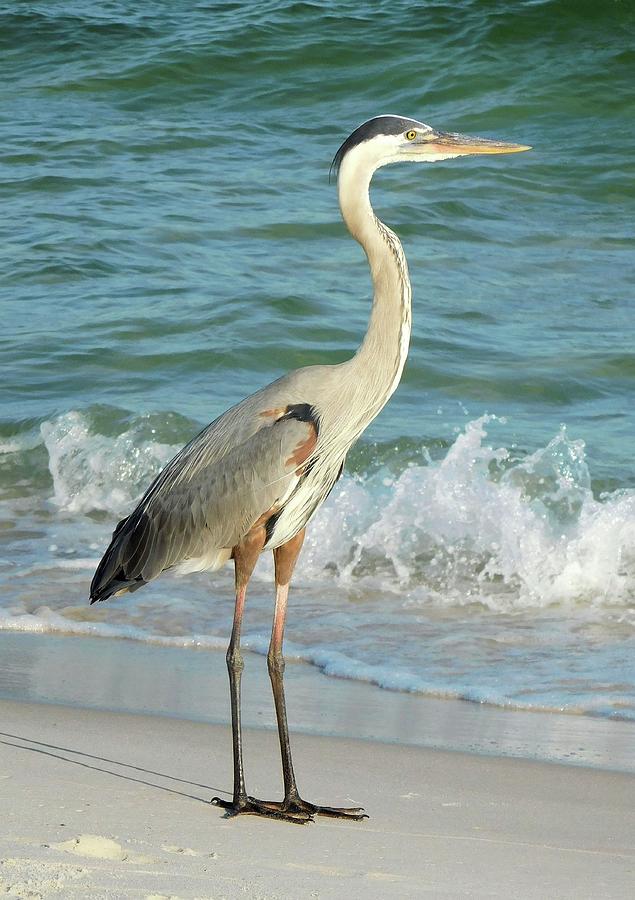 Great Blue Heron in the Surf Photograph by Karen Stansberry