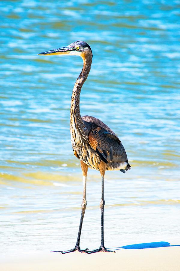 Great Blue Heron in the Surf Photograph by Mary Ann Artz