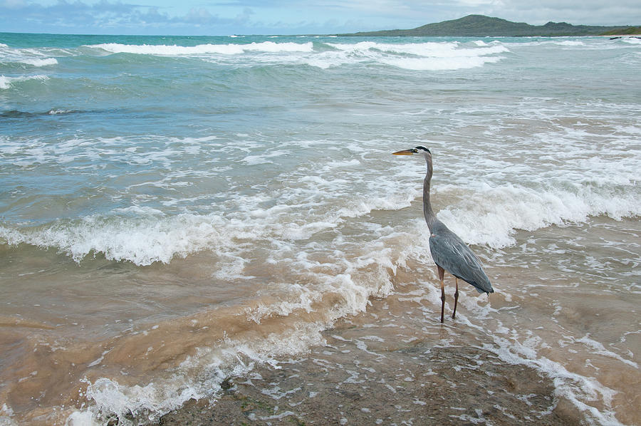Great Blue Heron In The Surf Photograph by Tui De Roy