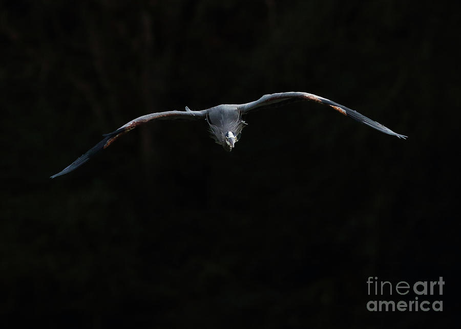 Great Blue Heron Incoming Photograph by Douglas Stucky