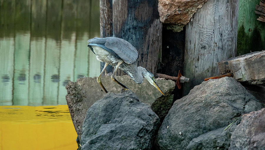Great Blue Heron is on the Case Photograph by Marcy Wielfaert