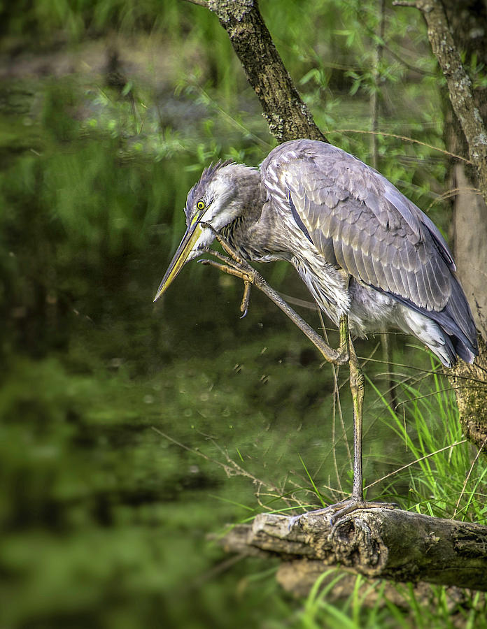Great Blue Heron Itch Photograph by Donald Brown