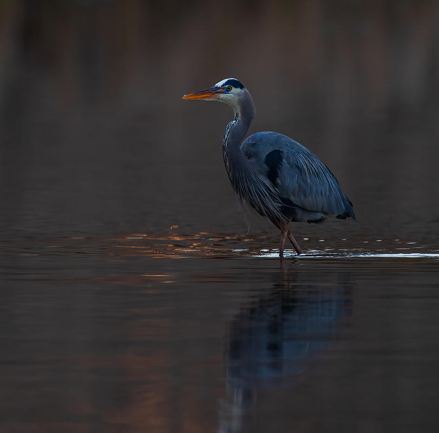 Heron Photograph - Great Blue Heron by Johnson Huang