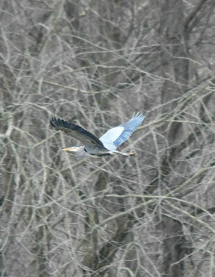 Great Blue Heron Photograph by Kurt Keller