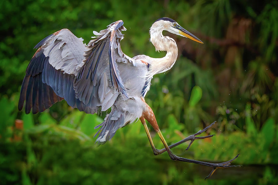 Great Blue Heron Landing Photograph by Mark Andrew Thomas