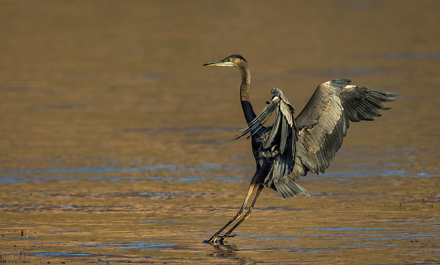 Great Blue Heron Landing Photograph by Rick Mosher
