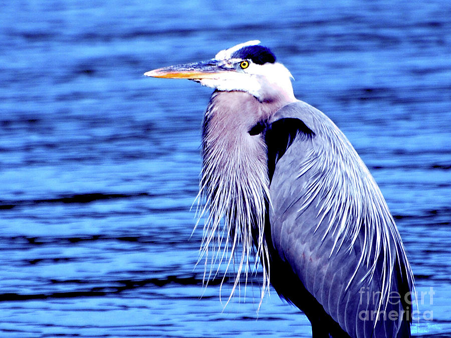Great Blue Heron Photograph by Linda Cox
