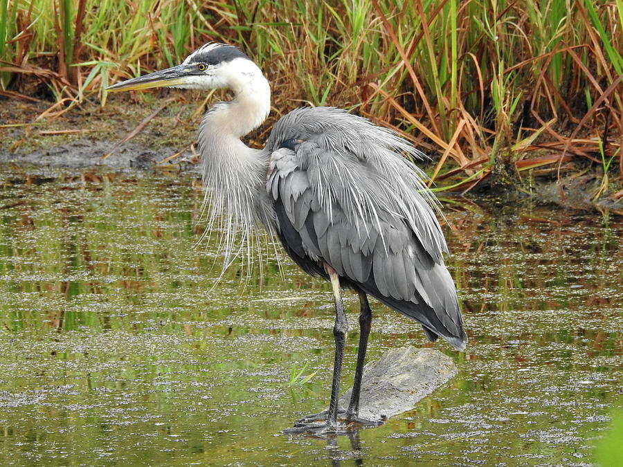 Great Blue Heron Photograph by Linda Stroud - Fine Art America