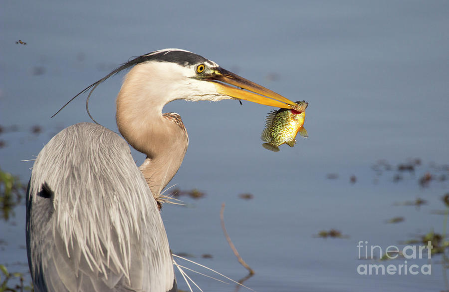 Great Blue Heron Lunch  Photograph by Jeannette Hunt