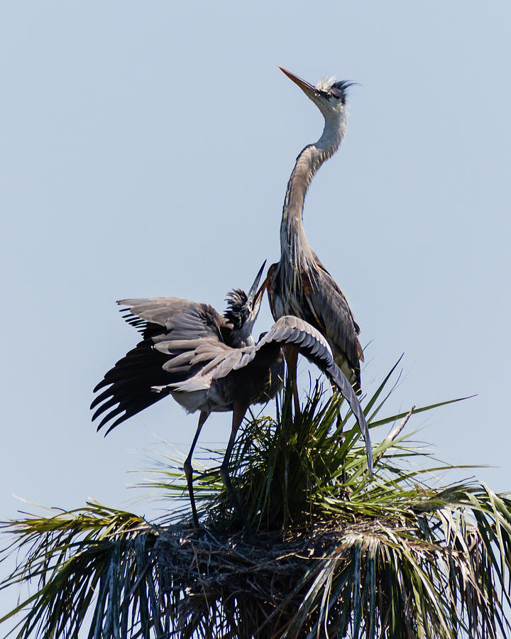 Great Blue Heron Mating Display I Photograph by Dawn Currie
