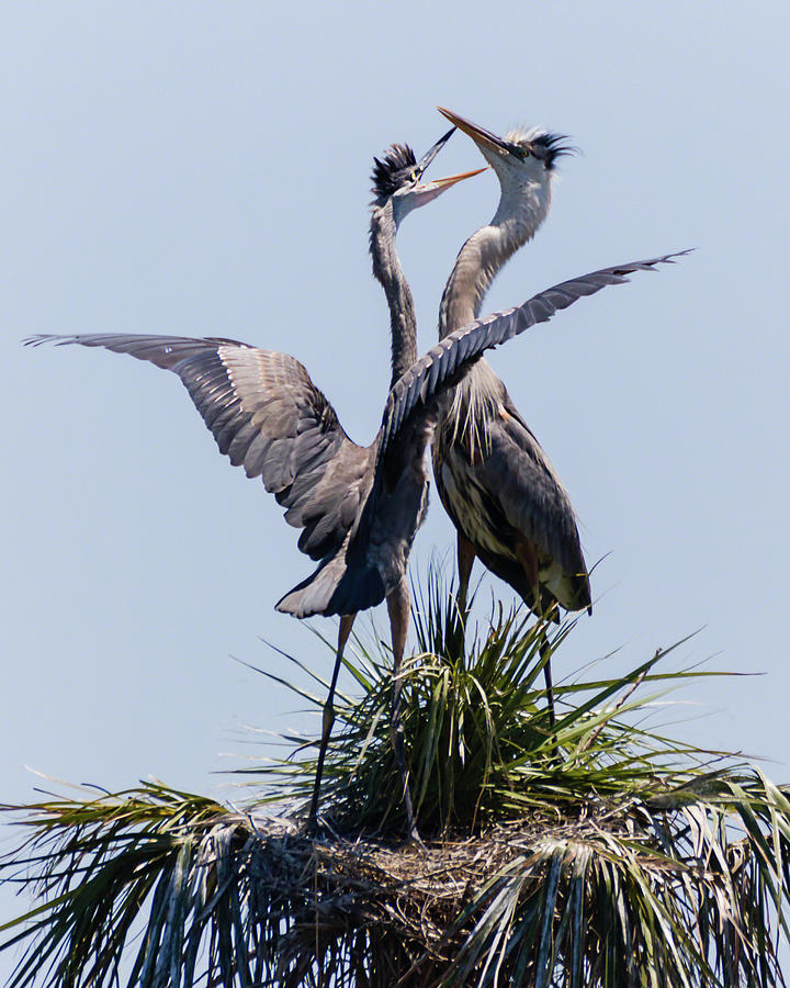 Great Blue Heron Mating Display II Photograph by Dawn Currie
