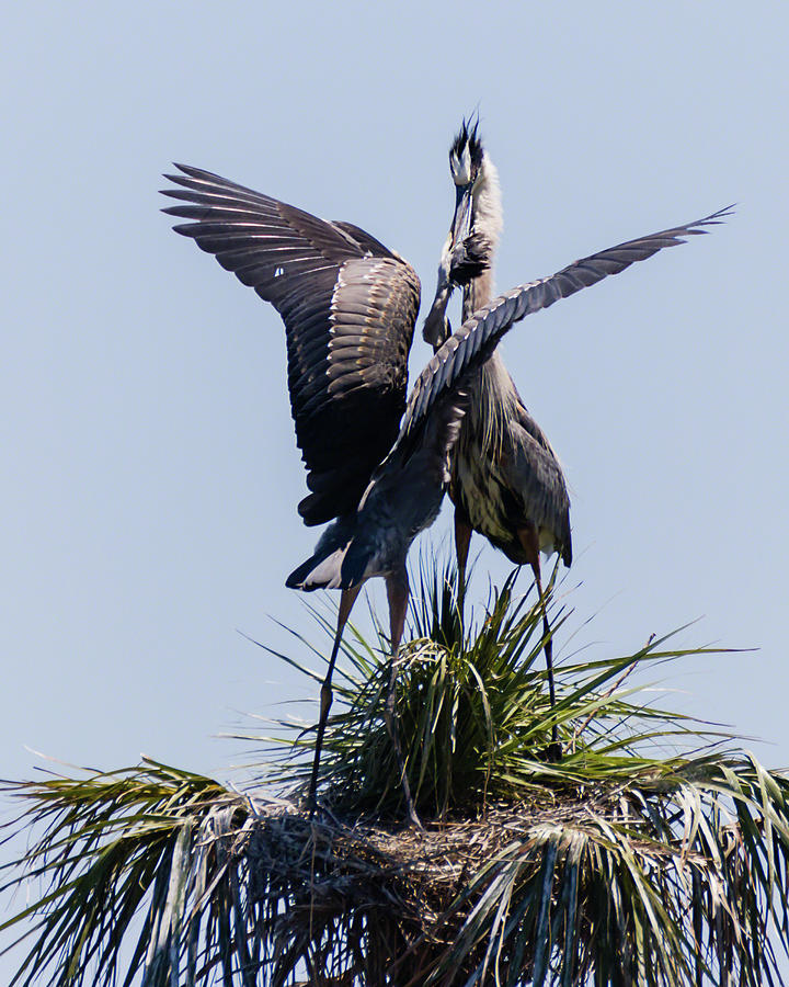 Great Blue Heron Mating Display III Photograph by Dawn Currie