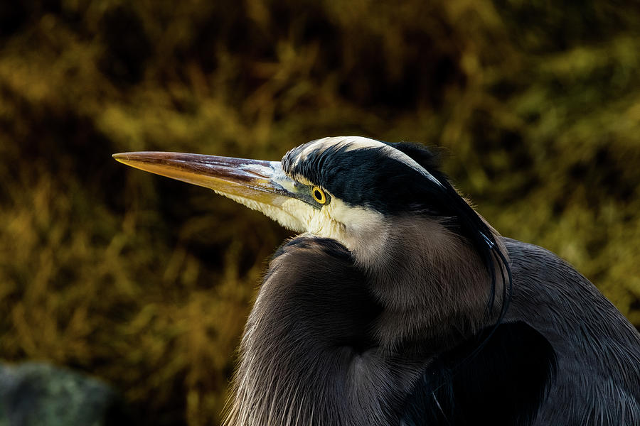 Great Blue Heron Photograph by Michelle Pennell