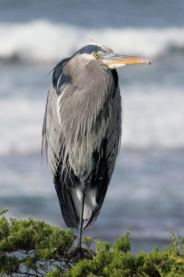 Great Blue Heron on a Cypress Bough  Photograph by Kathleen Bishop