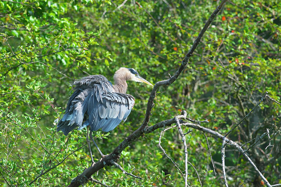 Great Blue Heron on a Tree Branch Fluffing its Feathers by Sharon Talson Great Blue Heron on a Tree Branch Fluffing its Feathers by Sharon Talson