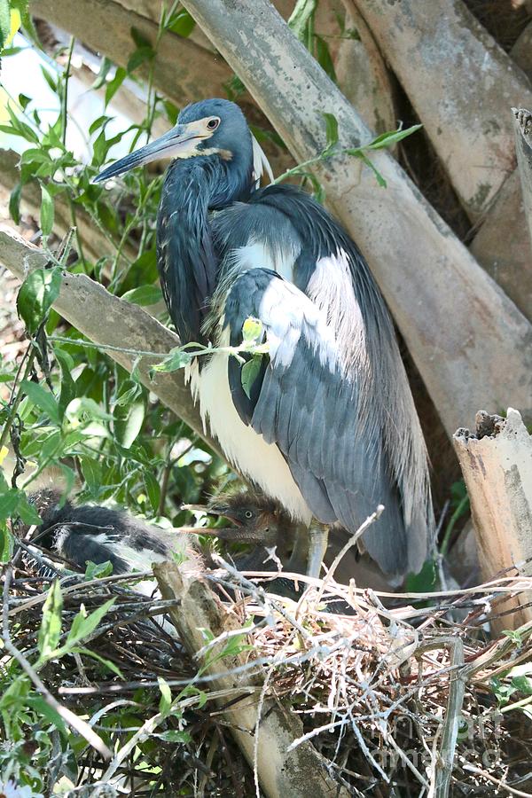 Great Blue Heron on Nest with Baby by Carol Groenen Great Blue Heron on Nest with Baby by Carol Groenen