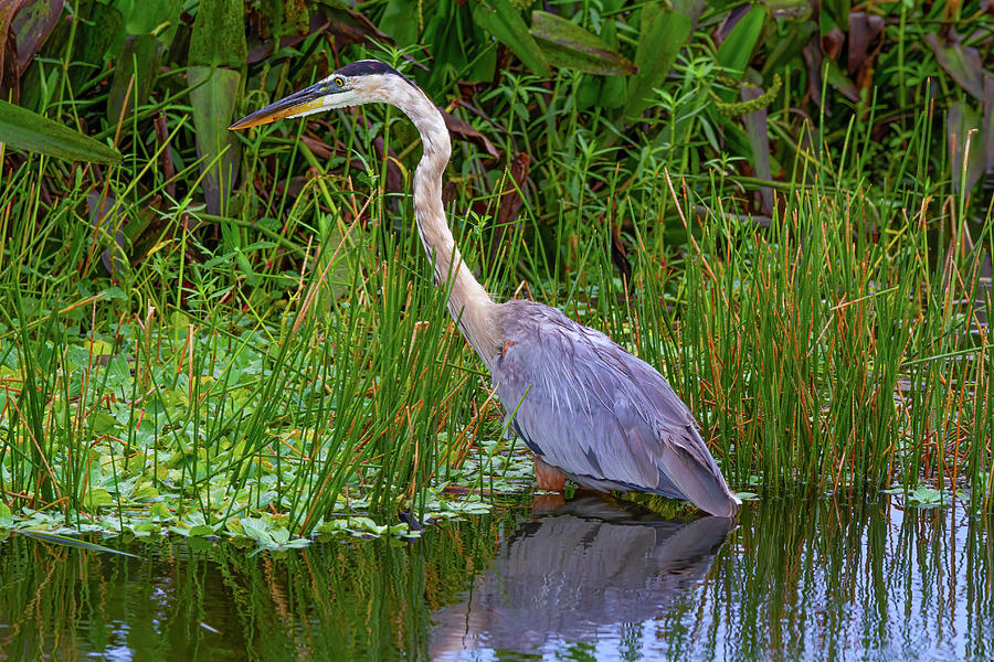 Great Blue Heron on the Hunt Photograph by Mark Andrew Thomas