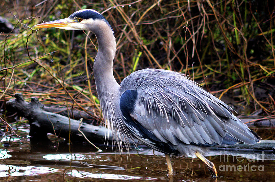 Wildlife Photograph - Great Blue Heron On The Prowl by Terry Elniski