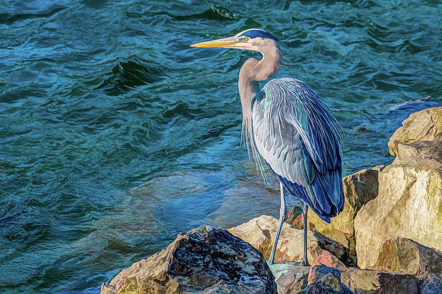 Great Blue Heron, Painterly Photograph by Marcy Wielfaert