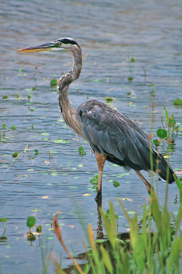 Great Blue Heron Photograph by Bj S - Fine Art America