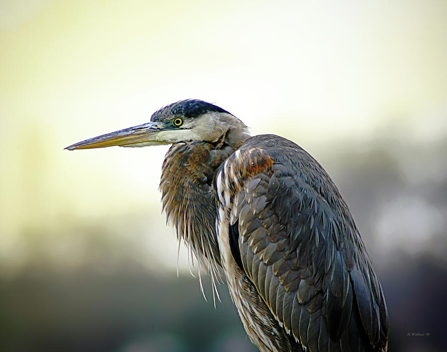 Great Blue Heron Portrait Photograph by Brian Wallace