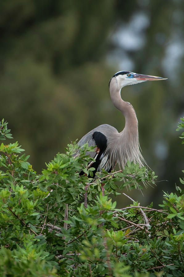 Great Blue Heron Portrait Photograph by Donald Brown