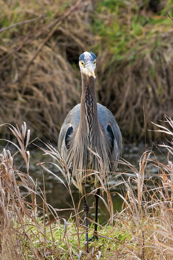 Great Blue Heron portrait by Hagen Pflueger Great Blue Heron portrait by Hagen Pflueger