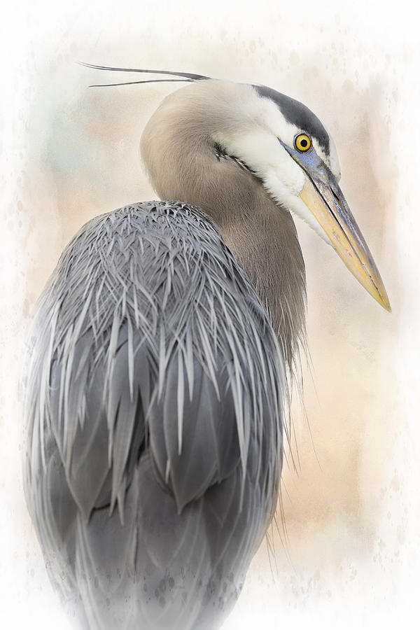 Wildlife Photograph - Great Blue Heron Portrait by Linda D Lester