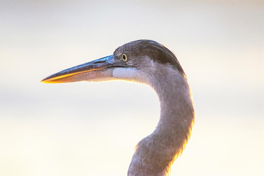 Great Blue Heron Portrait Photograph by Mary Ann Artz