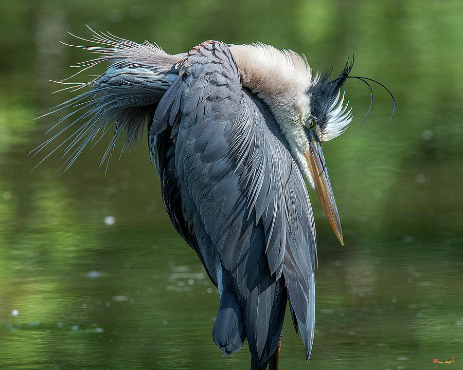 Great Blue Heron Preening DMSB0155 by Gerry Gantt Great Blue Heron Preening DMSB0155 by Gerry Gantt