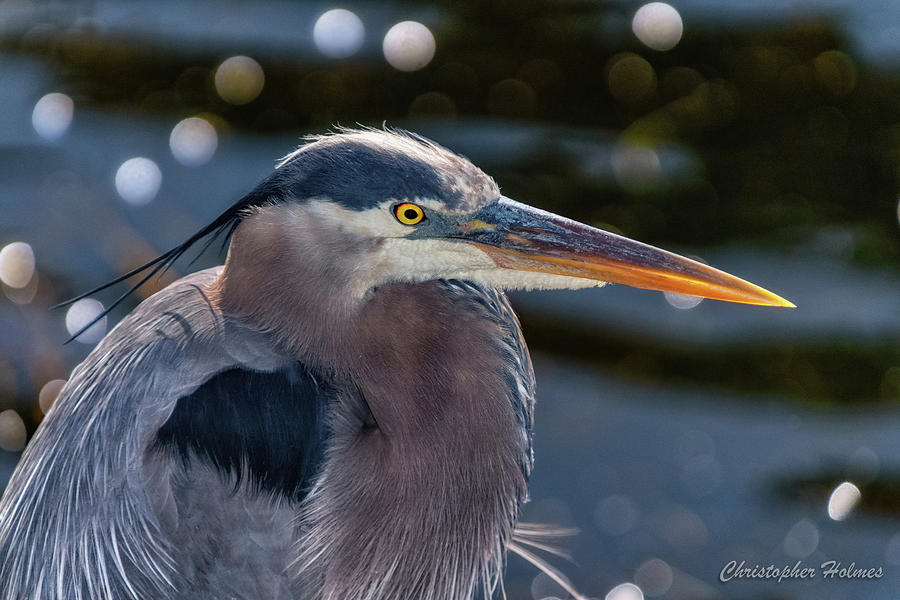 Great Blue Heron Profile Photograph by Christopher Holmes