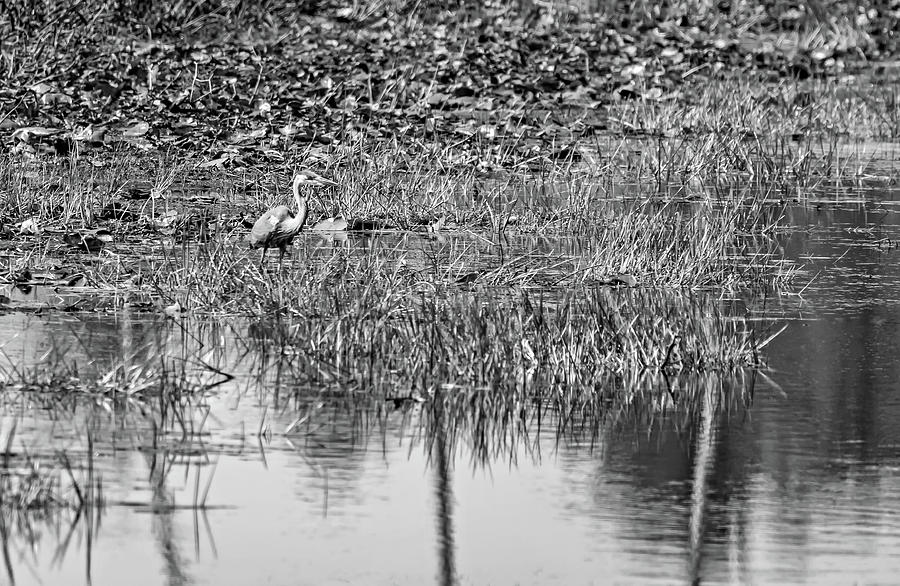 Great Blue Heron - Rankin River 2 bw Photograph by Steve Harrington ...