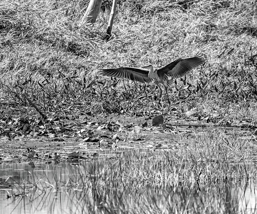 Great Blue Heron - Rankin River bw Photograph by Steve Harrington ...