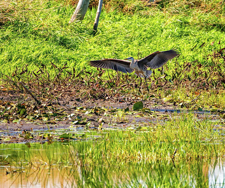 Wildlife Photograph - Great Blue Heron - Rankin River by Steve Harrington