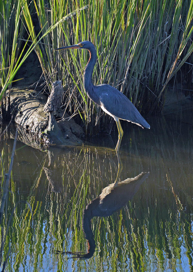 Great Blue Heron Reflecting Photograph by Bruce Gourley