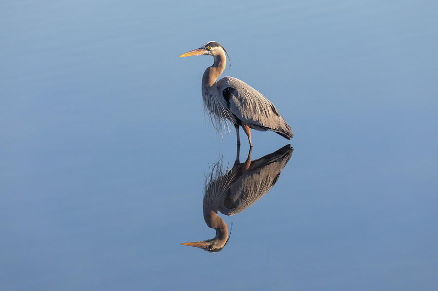 Great Blue Heron Reflection Photograph By Tony Hake - Fine Art America