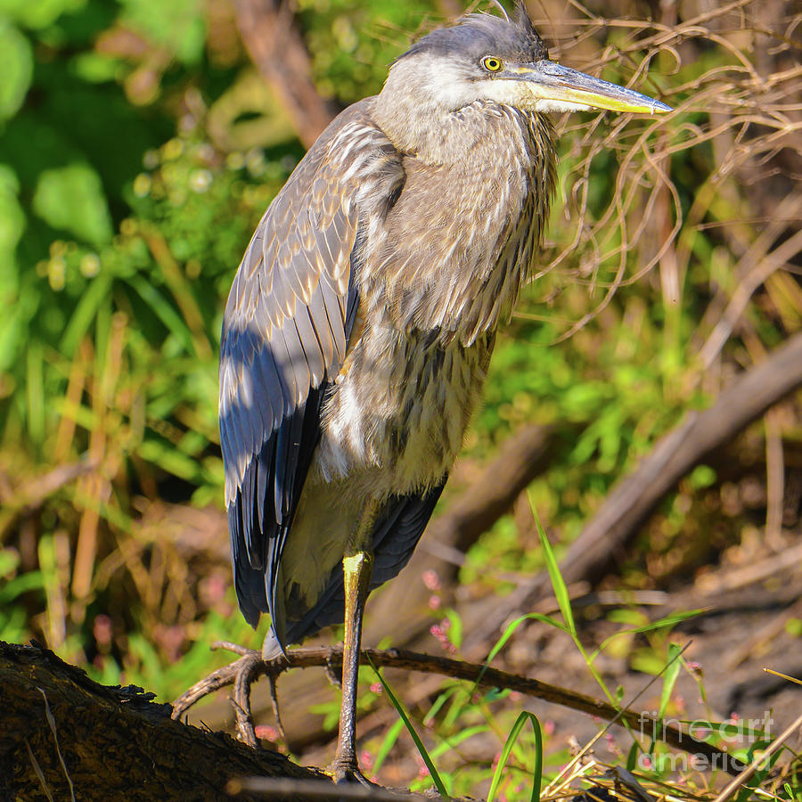 Great Blue Heron Relaxing Photograph By Bobby Griffiths - Fine Art America