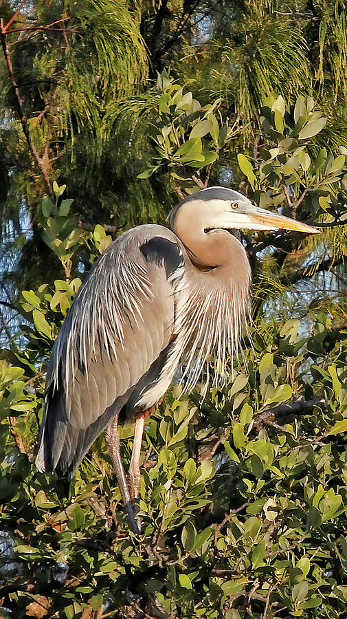 Great Blue Heron Repose Photograph by HH Photography of Florida
