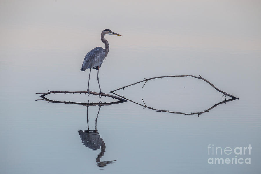 Great Blue Heron Photograph by Reva Dow