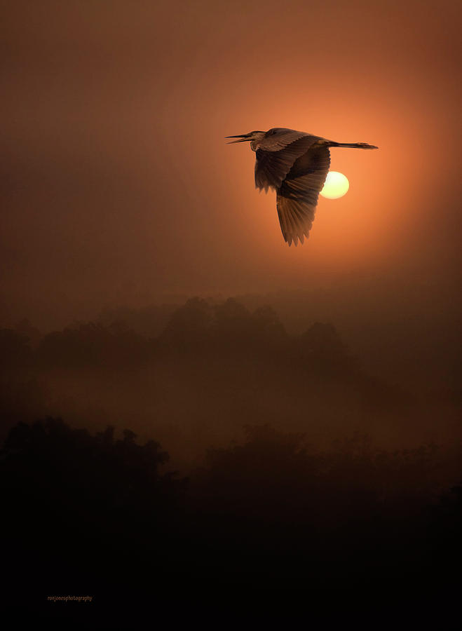 Great Blue Heron Photograph by Ron Jones